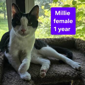 Rescue Domestic Short Hair Cats for Adoption in Greensburg, Pennsylvania - Millie | PetCurious