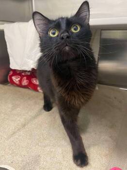 Rescue Domestic Medium Hair Cats for Adoption in Baltimore, Maryland - Oscar | PetCurious