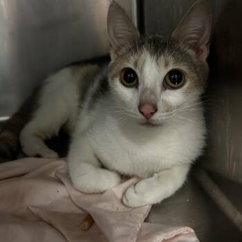 Coinie -  Domestic Short Hair Cat for Adoption in Chattanooga, Tennessee - Coinie | PetCurious
