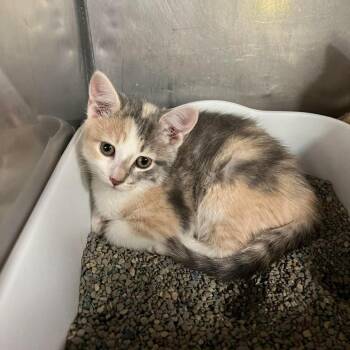Eloise (RKJK1) -  Domestic Short Hair Cat for Adoption in Edwardsville, Illinois - Eloise (RKJK1) | PetCurious