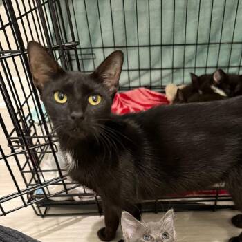 Lyra -  Domestic Short Hair Cat for Adoption in NEW PT RICHEY, Florida - Lyra | PetCurious