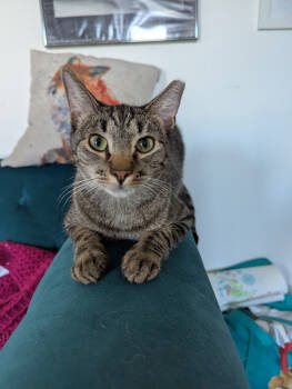 Rescue Domestic Short Hair Cats for Adoption in Parkville, Maryland - Candy Cane | PetCurious