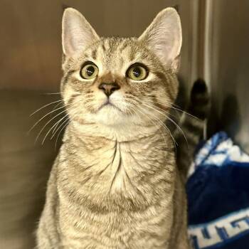Domestic Short Hair Cats Available for Adoption in Saratoga Springs, New York - Dublin | PetCurious
