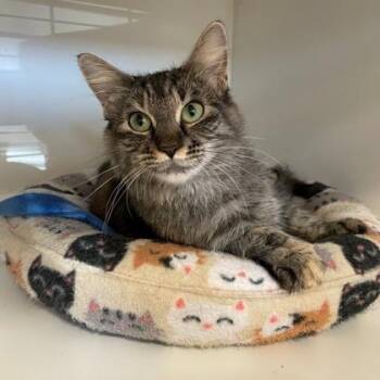Flor (Bashful Buddy) -  Domestic Short Hair Cat for Adoption in Wheaton, Illinois - Flor (Bashful Buddy) | PetCurious