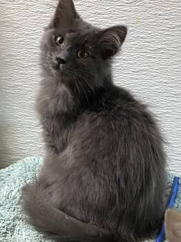 Grenadine -  Domestic Long Hair Cat for Adoption in Stanwood, Washington - Grenadine | PetCurious