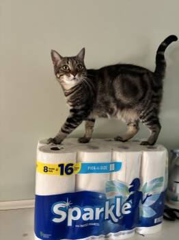 Rescue Domestic Short Hair and Tabby Cats for Adoption in Randolph, Massachusetts - Starbucks | PetCurious