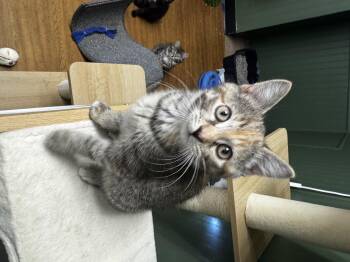 Ariel -  Domestic Short Hair Cat for Adoption in Bethel Park, Pennsylvania - Ariel | PetCurious