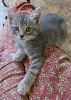 Delilah, Bessie, and Archie - CCC -  Domestic Short Hair and Domestic Medium Hair Cat Available for Adoption in San Luis Obispo, California - Delilah, Bessie, And Archie - CCC | PetCurious