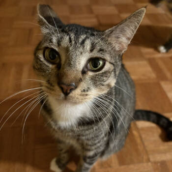 Rescue Domestic Short Hair Cats for Adoption in Los Angeles, California - Chico | PetCurious