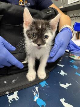 BRUCE BANNER -  Domestic Medium Hair Cat for Adoption in Ontario, California - BRUCE BANNER | PetCurious