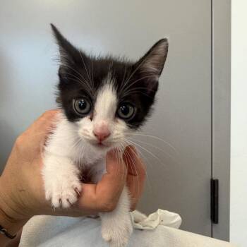Parm -  Domestic Short Hair Cat for Adoption in Sand Springs, Oklahoma - Parm | PetCurious