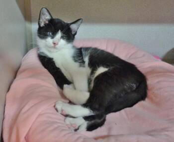 Domestic Short Hair Cats Available for Adoption in Delhi, New York - PRANK | PetCurious