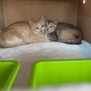 Rosa & Happy - Sisters -  Siberian Cat for Adoption in Brampton, Ontario - Rosa & Happy - Sisters | PetCurious