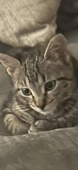 Zuzu -  Domestic Short Hair Cat for Adoption in Scottsdale, Arizona - Zuzu | PetCurious