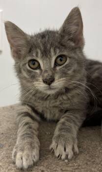 Rescue Domestic Medium Hair Cats for Adoption in Richland Center, Wisconsin - Lottie | PetCurious