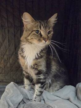 Maisie -  Domestic Medium Hair Cat for Adoption in Kennewick, Washington - Maisie | PetCurious