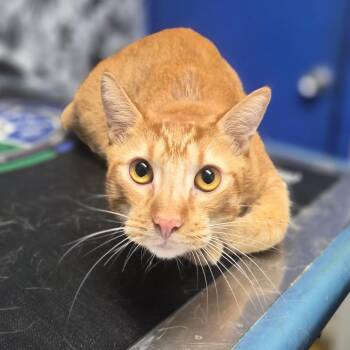 Tum Tum -  Domestic Short Hair Cat for Adoption in Wahiawa, Hawaii - Tum Tum | PetCurious