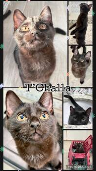 Tabby Cats Available for Adoption in Lawton, Oklahoma - T’CHALLA | PetCurious