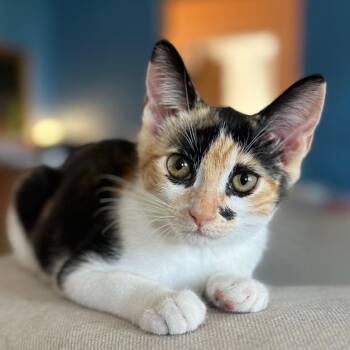 Rescue Domestic Short Hair Cats for Adoption in Los Angeles, California - Patch | PetCurious