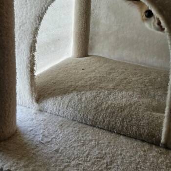 Miss Meadow -  Domestic Short Hair Cat for Adoption in Menasha, Wisconsin - Miss Meadow | PetCurious