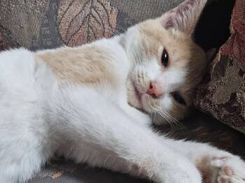 Rescue Tabby Cats for Adoption in Richmond, Virginia - Butterscotch | PetCurious