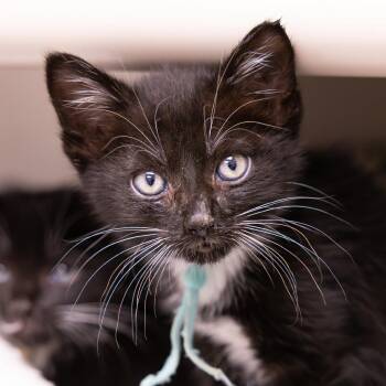 Linda -  Domestic Short Hair Cat for Adoption in Mentor, Ohio - Linda | PetCurious