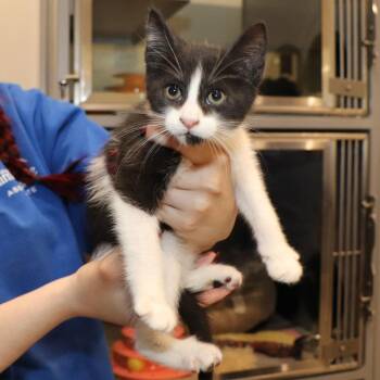 Hoshi -  Domestic Short Hair Cat for Adoption in Port Washington, New York - Hoshi | PetCurious