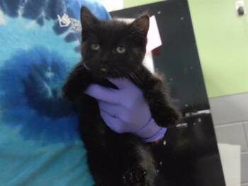 STARFRUIT -  Domestic Short Hair Cat for Adoption in Omaha, Nebraska - STARFRUIT | PetCurious