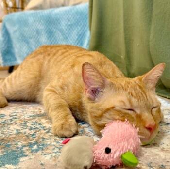 Domestic Short Hair and Tabby Cats Available for Adoption - Leo The Lion | PetCurious