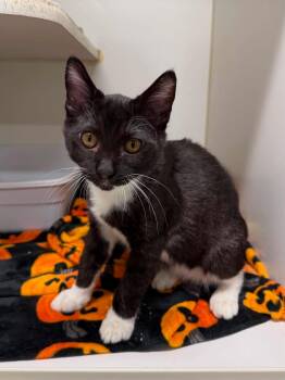 Enzo -  Domestic Short Hair Cat for Adoption in Leitchfield, Kentucky - Enzo | PetCurious