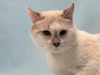 Noel -  Siamese Cat for Adoption in Minneapolis, Minnesota - Noel | PetCurious