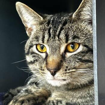 Hot Dog -  Domestic Short Hair Cat for Adoption in Chicago, Illinois - Hot Dog | PetCurious