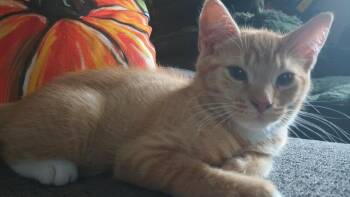 Mac -  Domestic Short Hair Cat for Adoption in Philadelphia, Pennsylvania - Mac | PetCurious