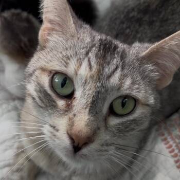 Hestia -  Domestic Short Hair Cat for Adoption in Tustin, California - Hestia | PetCurious