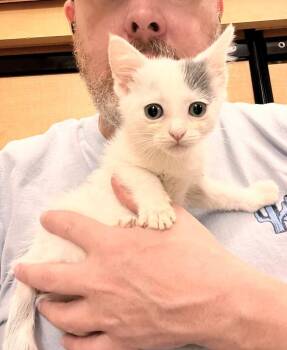 Carrie -  Domestic Short Hair Cat for Adoption in Melville, New York - Carrie | PetCurious