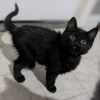 Rescue Domestic Short Hair Cats for Adoption in Portage, Michigan - Jade | PetCurious