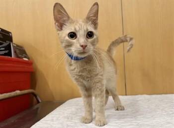 CHAOS -  Domestic Short Hair Cat for Adoption in Brentwood, Missouri - CHAOS | PetCurious