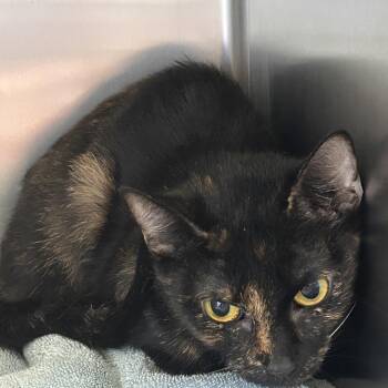 torti 1 -  Domestic Short Hair Cat for Adoption in Galveston, Texas - Torti 1 | PetCurious