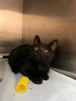 FLINT -  Domestic Short Hair Cat for Adoption in Delson, Quebec - FLINT | PetCurious