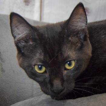 Korg -  Bombay and Domestic Short Hair Cat for Adoption in Huntley, Illinois - Korg | PetCurious