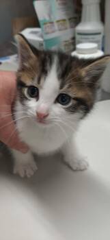 Lyric -  Domestic Short Hair Cat for Adoption in Georgetown, Ohio - Lyric | PetCurious