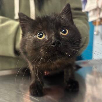 Domestic Short Hair Cats Available for Adoption - Bonk | PetCurious