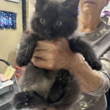 Ava Coming In -  Domestic Medium Hair Cat for Adoption in Clifton, New Jersey - Ava Coming In | PetCurious