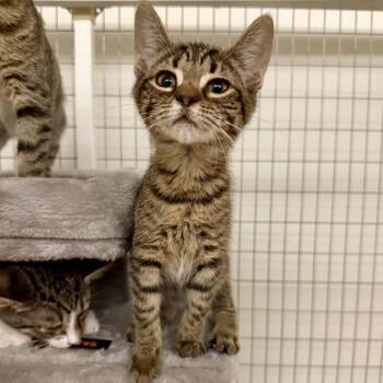Jane 2026-309 -  Domestic Short Hair and Manx Cat for Adoption in Winder, Georgia - Jane 2026-309 | PetCurious