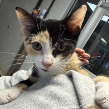 Pearl -  Domestic Short Hair Cat for Adoption in Camden, Delaware - Pearl | PetCurious