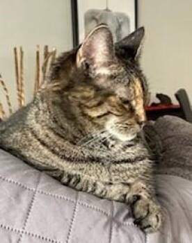 PRECIOUS -  American Shorthair Cat for Adoption in Huntington, New York - PRECIOUS | PetCurious