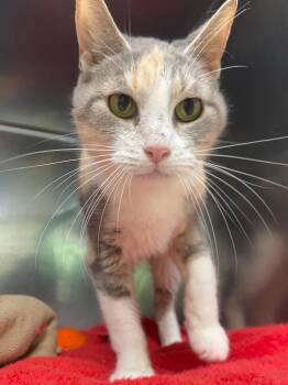Sally -  Domestic Short Hair Cat for Adoption in Fall River, Massachusetts - Sally | PetCurious