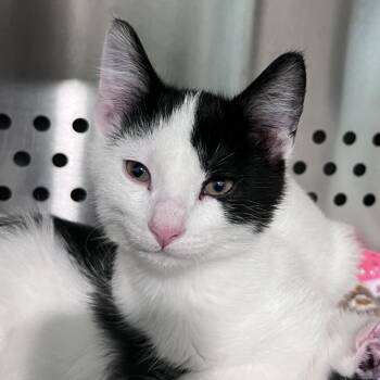 Domestic Short Hair Cats Available for Adoption in Washburn, Missouri - Dairy Air | PetCurious