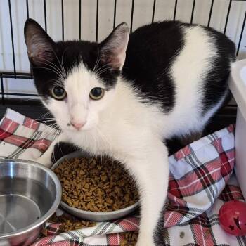 Edgar -  Domestic Short Hair Cat for Adoption in Hattiesburg, Mississippi - Edgar | PetCurious