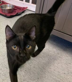 Rescue American Shorthair Cats for Adoption in Weatherford, Texas - Stuffy | PetCurious